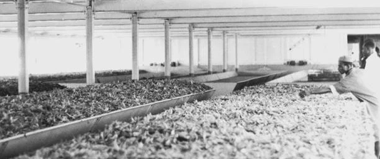 Histoire du thé au Kenya