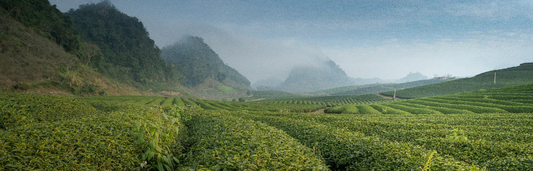 Kenya, géant méconnu de la culture du thé