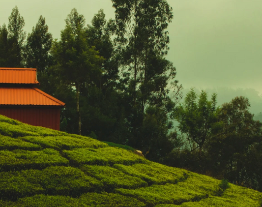 Pourquoi le Kenya offre des conditions idéales pour la culture du thé ?