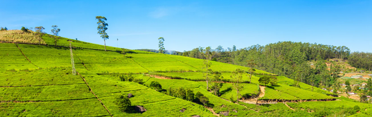 Thé violet du Kenya : bienfaits et secrets d’un produit rare