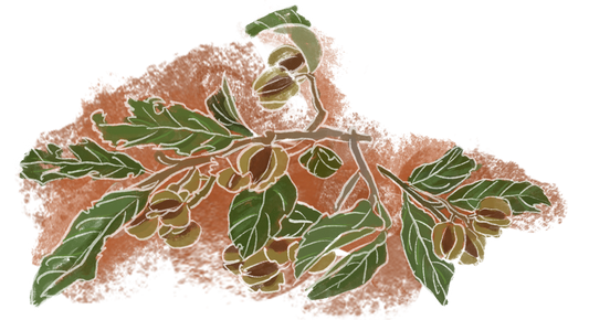Les bienfaits du Kinkéliba, la tisane de longue vie d'Afrique de l'ouest.